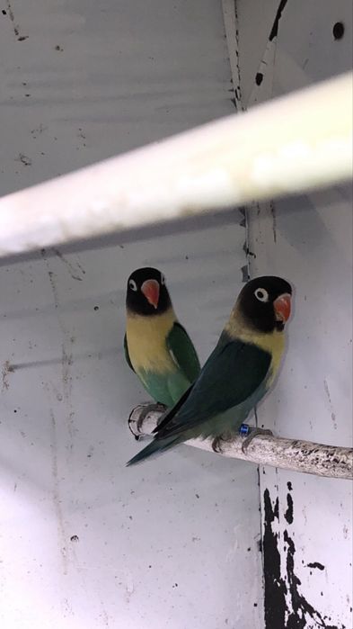 Agapornis Personatas