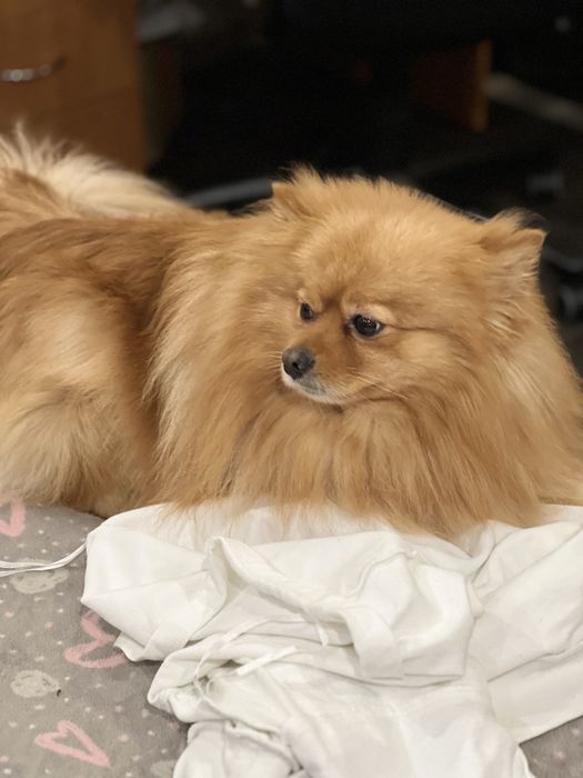 Малий шпіц , гарний хлопчик документи