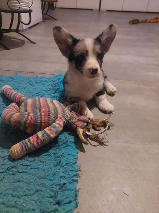 Welsh Corgi Cardigan FCI