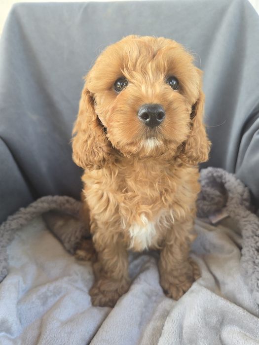 Cavapoo f1 samiec chłopczyk cavapo