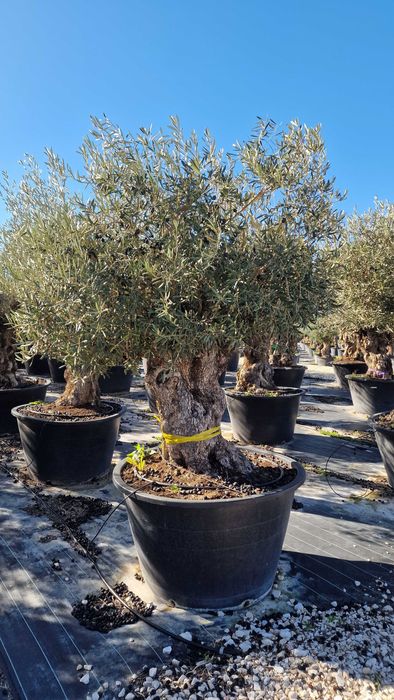 drzewo oliwne - oliwka europejska - Olea Europaea - donica 500L