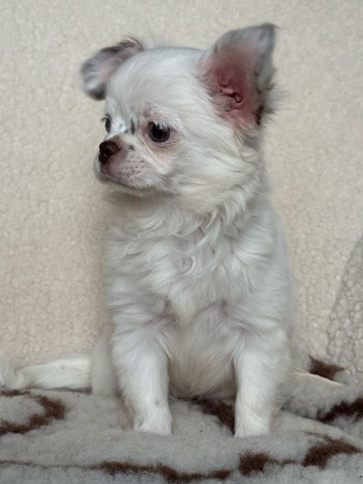 Цуценя чихуахуа, хлопчик