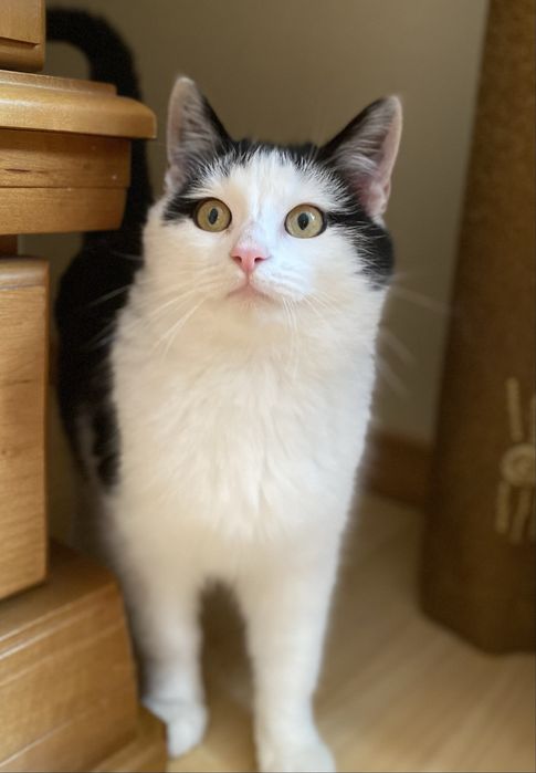 Віддамо котика в хороші руки