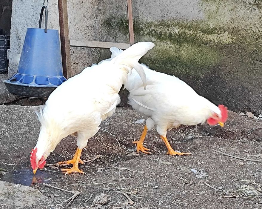 Galos de raça Legorne