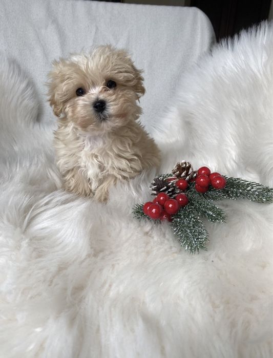 Шикарні мальтипу