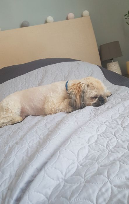 Opieka nad psem / wyprowadzanie psów domowe warunki