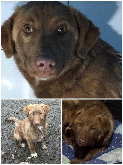 Пропала собака Киев