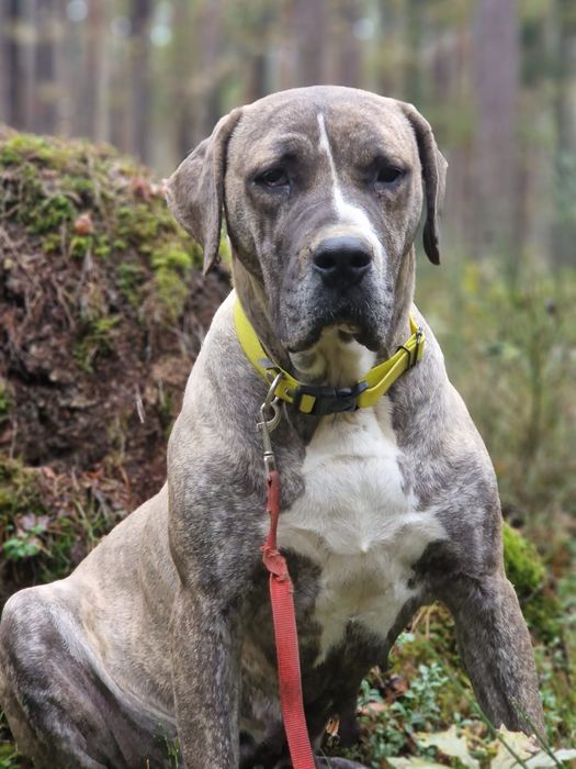 Suczka Około 3 lata