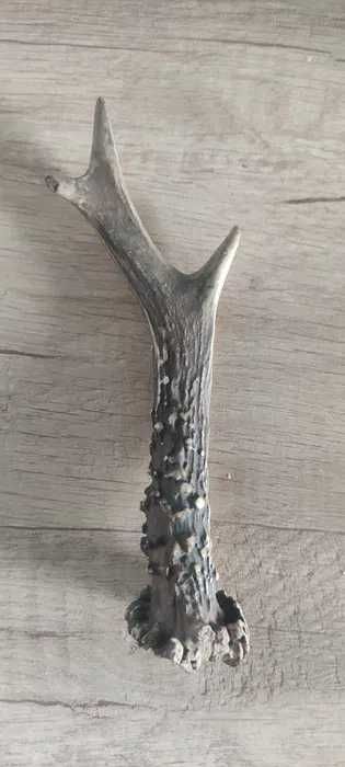 Róg młodego jelenia , stan i wymiary jak na zdjęciach.