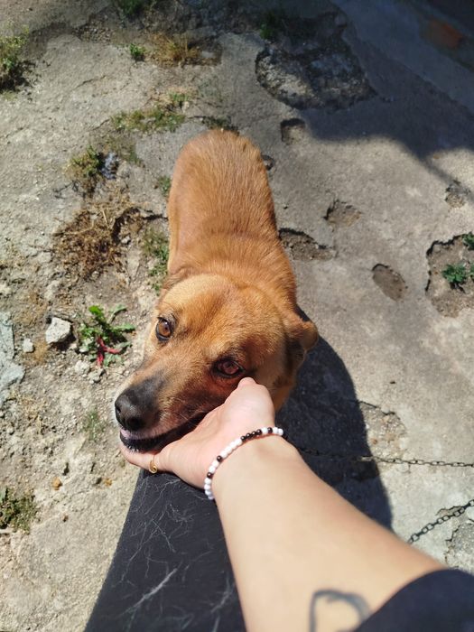 Cão meigo para adoção