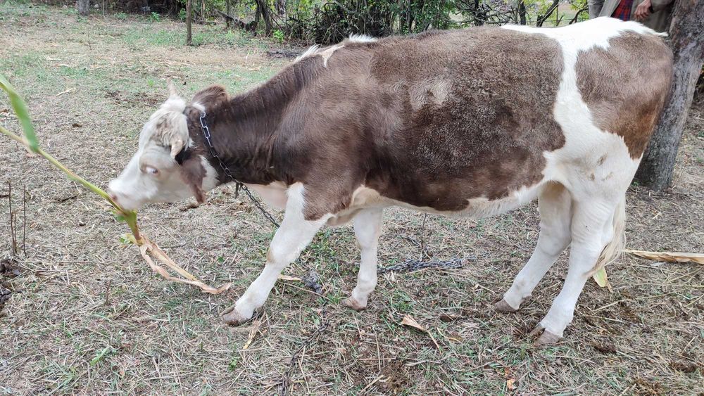 Продам телочку сиворябую