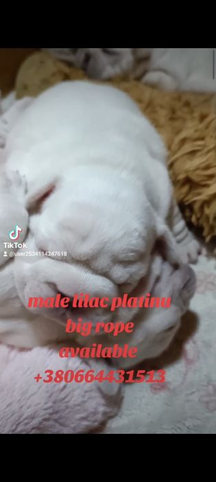 Кремові дітки 4 хлопця