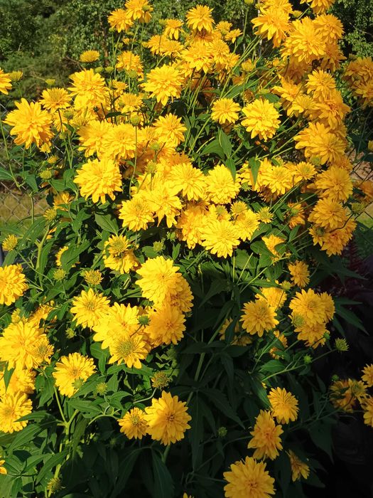 Rudbekia naga wysoka bylina ogrodowa.Kwiaty, rośliny.Dwie sadzonki.