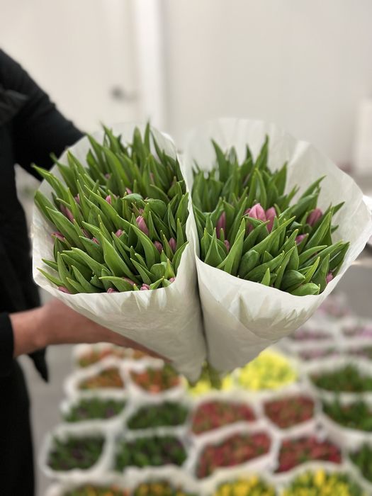 Тюльпан Голландія оптом від 500шт. ГалКвітПром.Тюльпан 8березня.