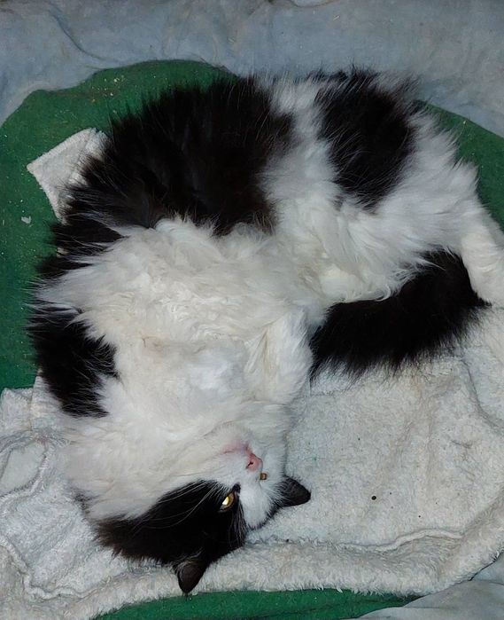 Отдам даром в добрые руки пушистую черно-белую кошечку
