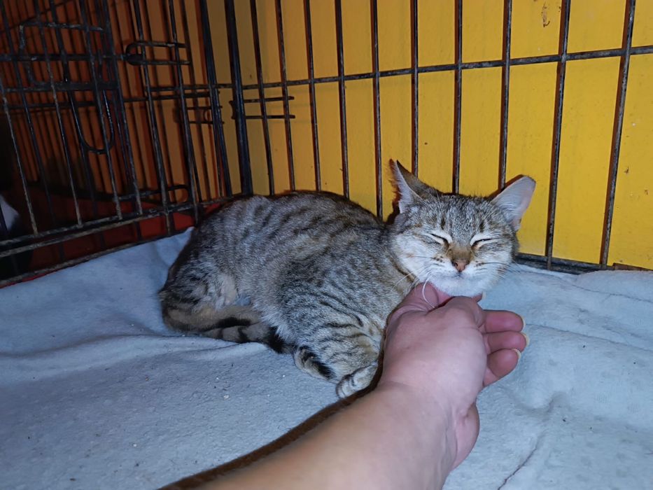 Gatinha Juvenil para Adoção!