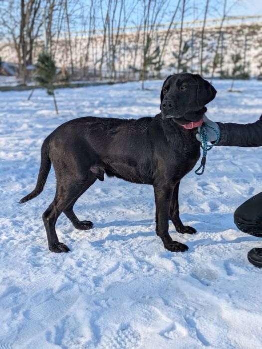 Wyjątkowy psiak Fryc w typie labradora szuka domu!