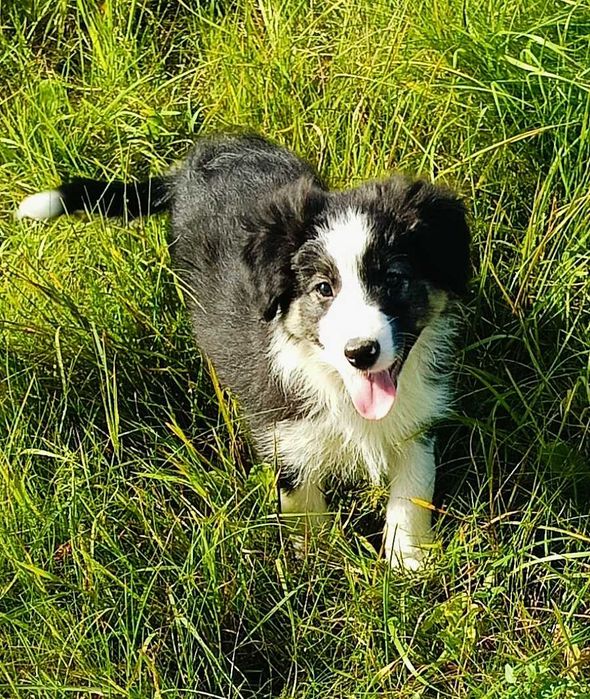Border collie samiec z rodowodem