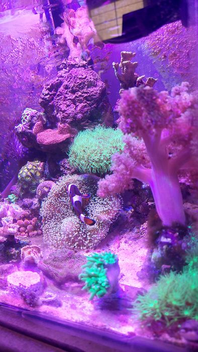 Capnella niebieska morskie