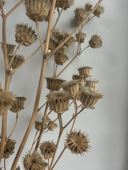 Сухоцвіти Канатник