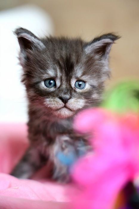 Kocurek Maine Coon