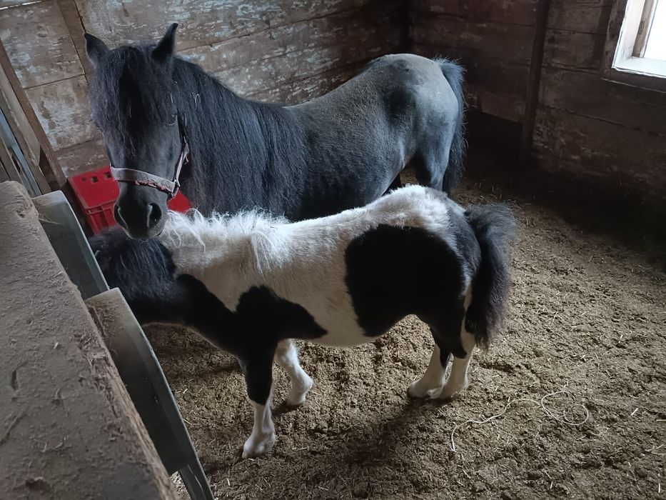 Sprzedam Hucuły i Kucyki. LIKWIDACJIA STADA