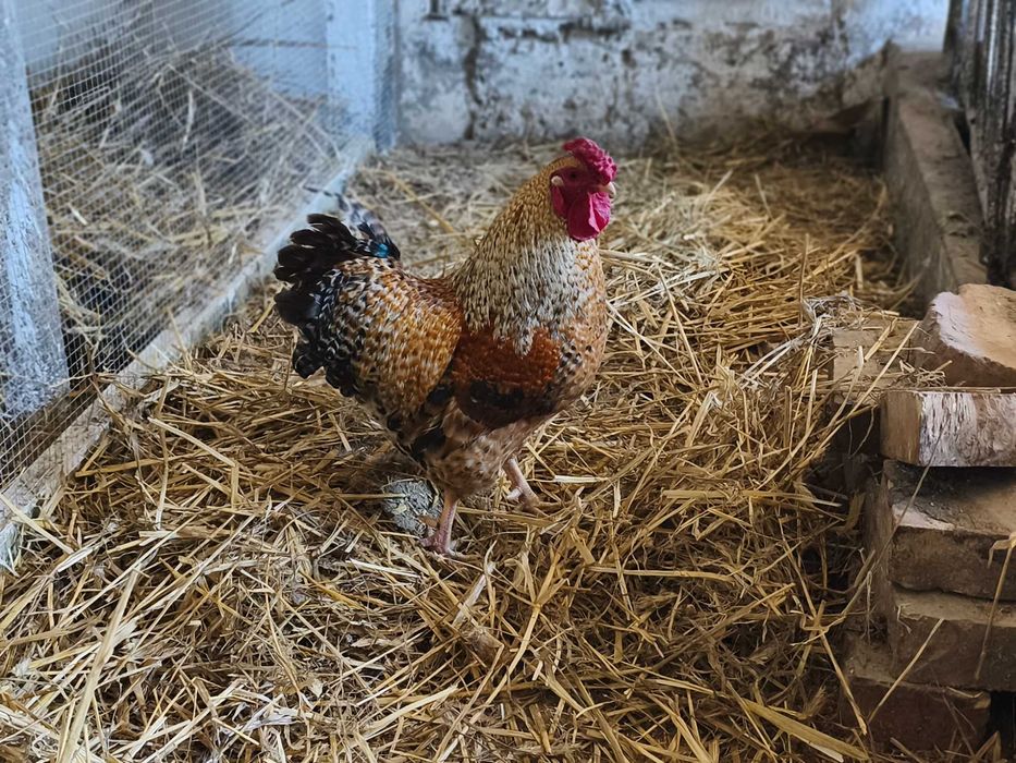 Koguty green Shell 2 sztuki