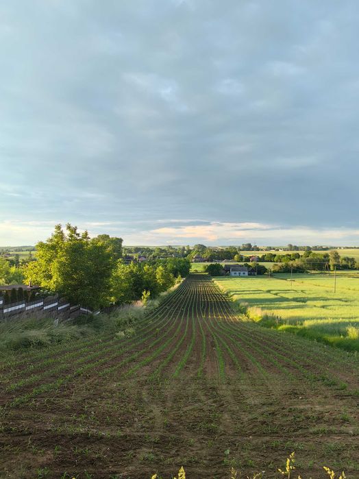Działka 60 arów przy Słomnikach ul. Bema, media,asfalt,11 ar budowlana
