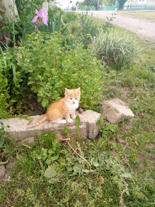 Віддам кошенят в добрі руки