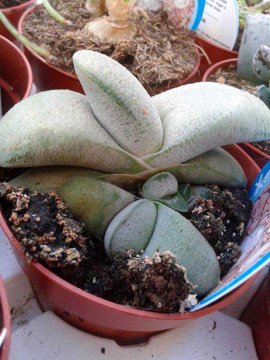 Cactos e Suculentas raras . várias espécies