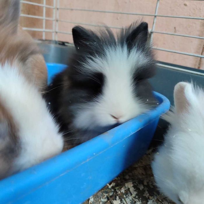 Króliki długowłose