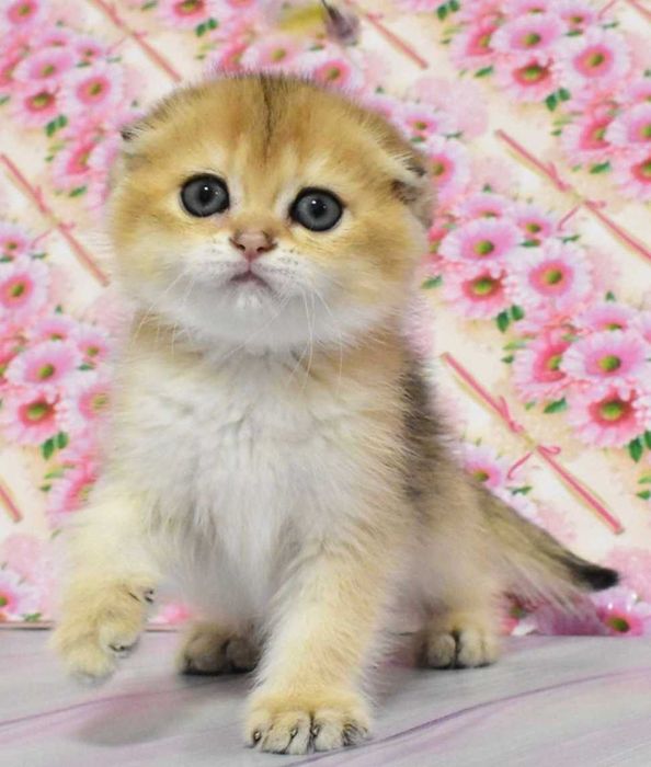 Шотландські висловухі Золоті зеленоокі дівчатка Габріела та Грація