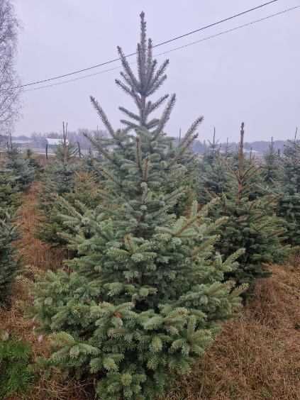 Świerk srebrny, świerk pospolity.Choinki Bożonarodzeniowe