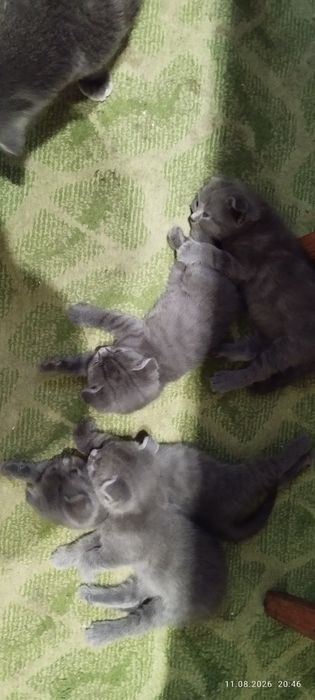 Котик шотландський висловухий (Scottish Fold) шукає подружку/наречену