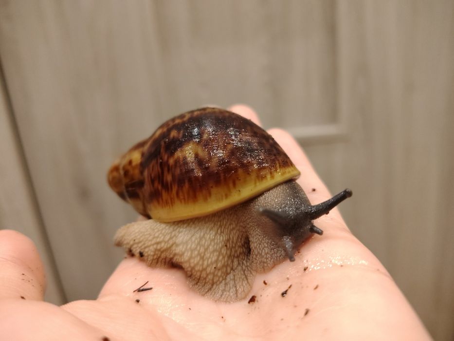 Ślimak archachatina marginata ovum XXL - OPIS
