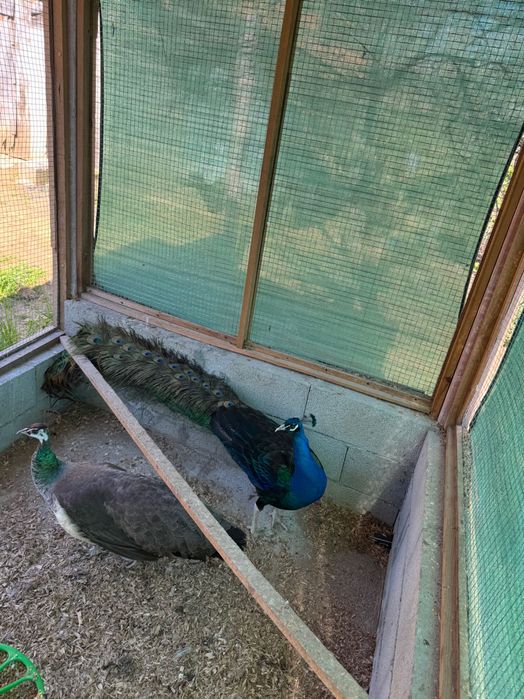 Casais de pavão azul