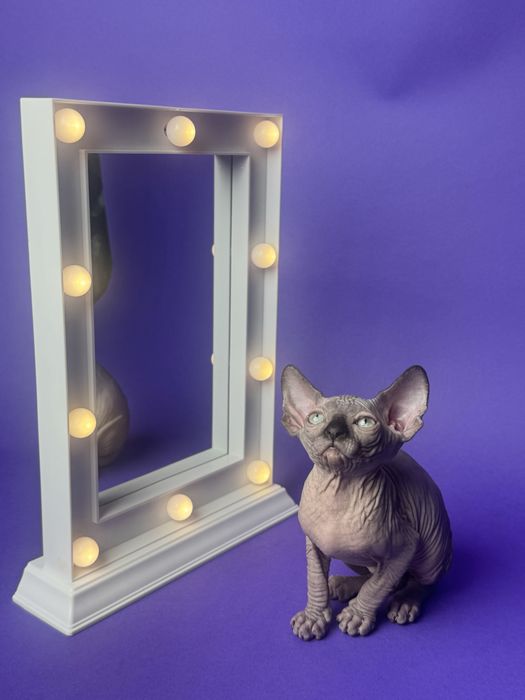 Sfinks Kanadyjski kotka FPL