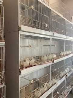 Gaiolas para passaros pequenos