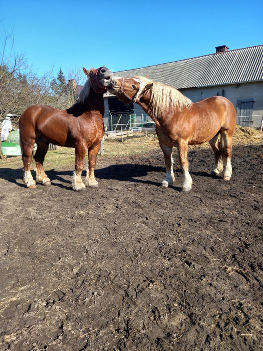 Sprzedam ogiery sztumskie