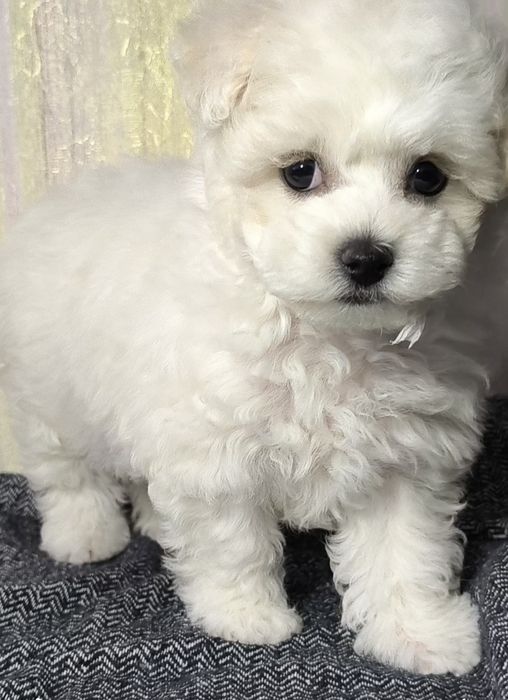 Бішон фрізе, КСУ, дівчинка