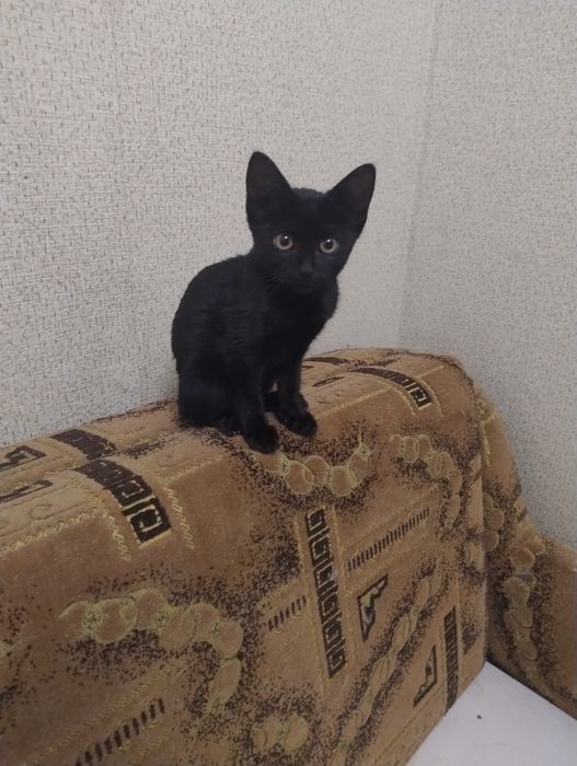 Кошки и котята девочки