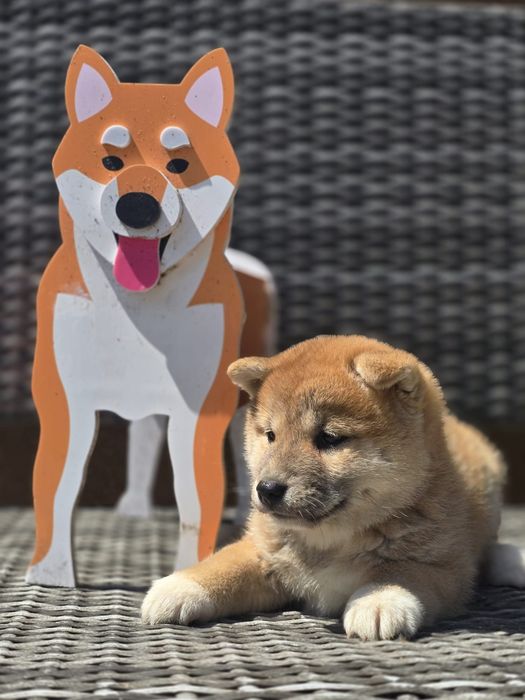 SHIBA INU suczka szczenię z metryką do rezerwacji