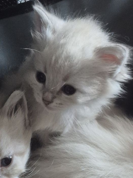 po Championach rodowód FPL FIFE Neva Masquerade kotka kot Syberyjski