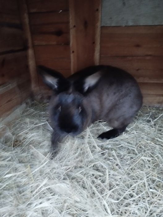 Królik kuna wielką brązowa (KWB) samiec