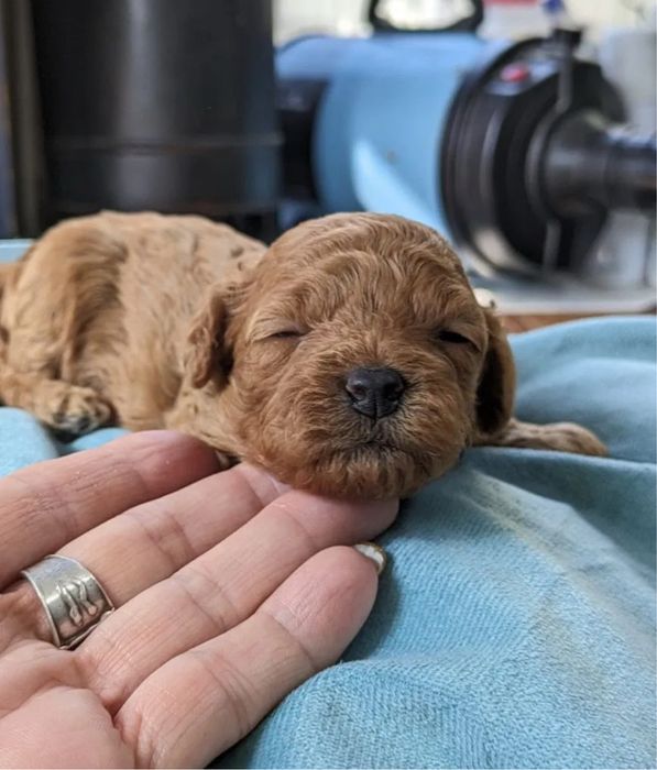 Наймиліші Мальтипу VIP‼️Мальтипу ф1 Мальтипу ф2