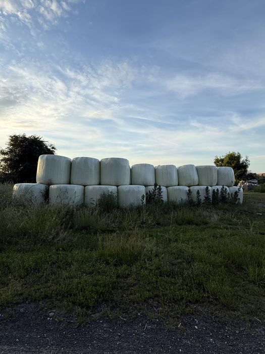 Sianokiszonka z lucerny