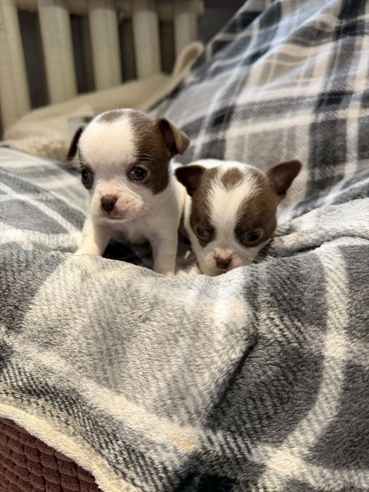 Дітки чихуахуа , хлопчики і дівчинка з документами