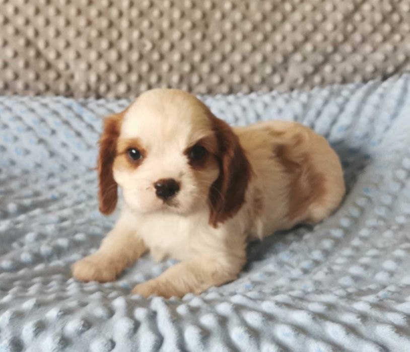 Cudowny samiec CAVALIER Gotowy do odbioru Tarnów •