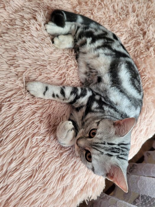 Мраморная кошечка