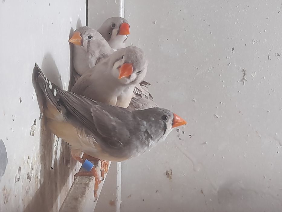 Mandarins para cedência